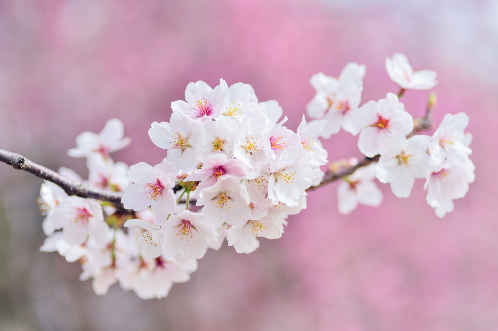 Frühlingsbild Kirschblüte